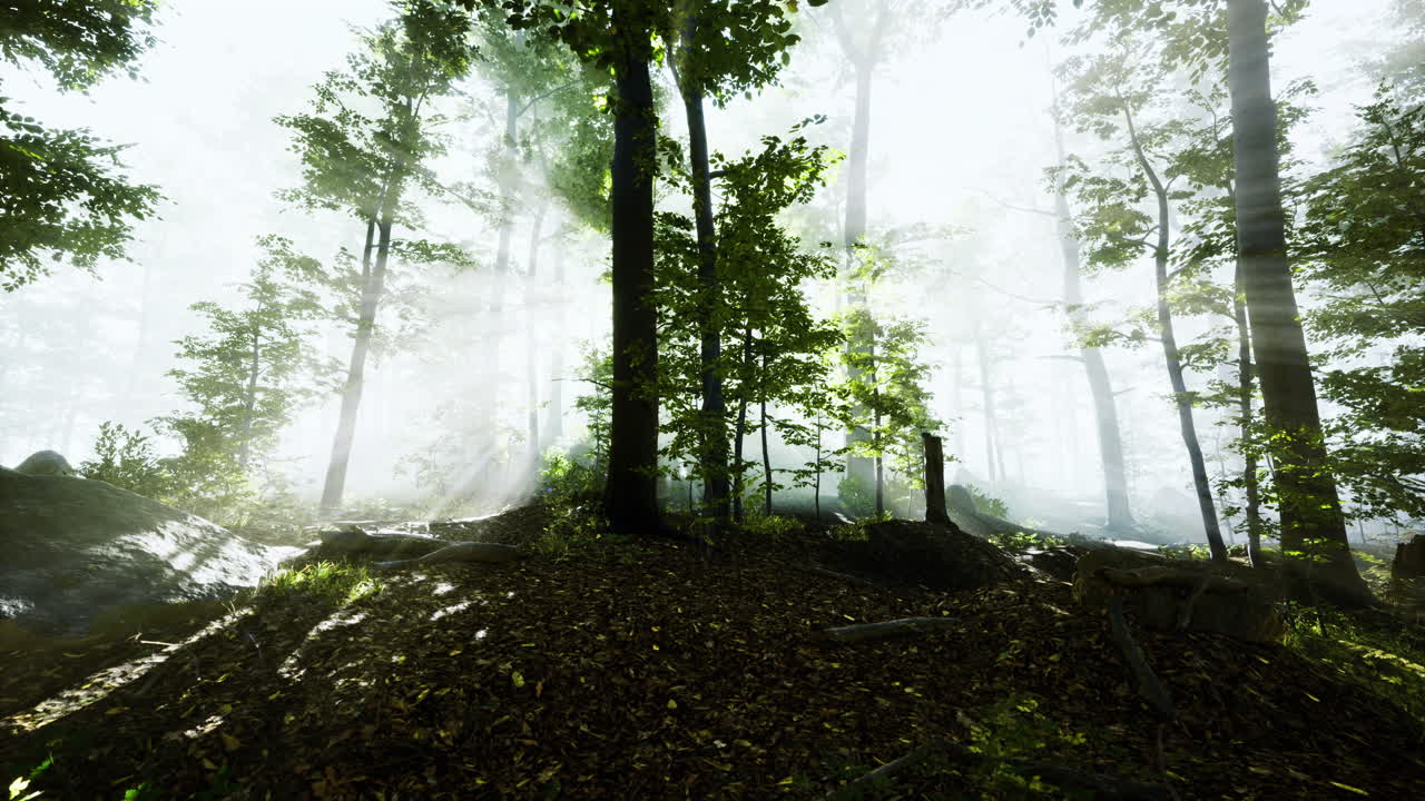 Mysterious forest bathed in morning light reveals natures serene beauty