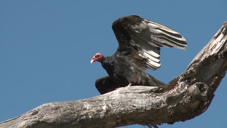 Buitre-De-Turquía-(Cathartes-Aura)-Tomando-El-Sol-En-La-Pradera-De-Ojai-Preserve-California