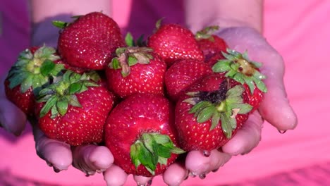 hands holding a pile of fresh, ripe strawberries