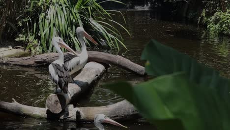 pelicans standing on logs above pond in tropical wildlife habitat