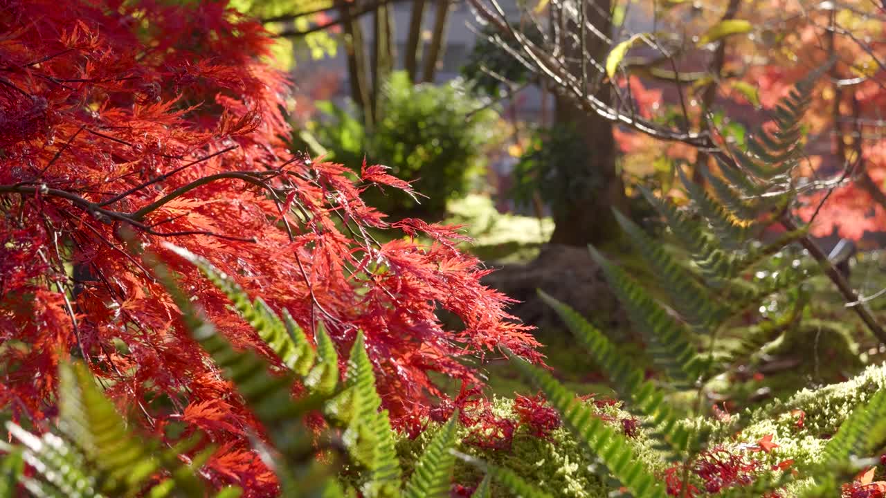 Sideways macro slider over fall colors inside Landscape garden in Japan