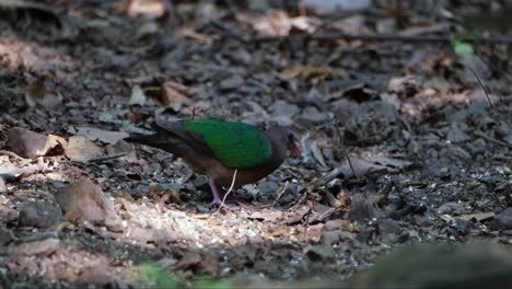 eating some of the scraps left by other birds in the undergrowth of the forest floor, a common emerald dove chalcophaps indica is going from the left to the right while eating some food scraps