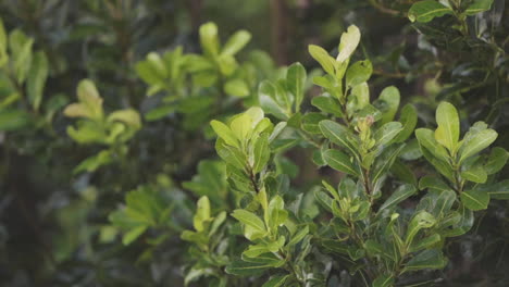 el arbusto de yerba mate en cámara lenta