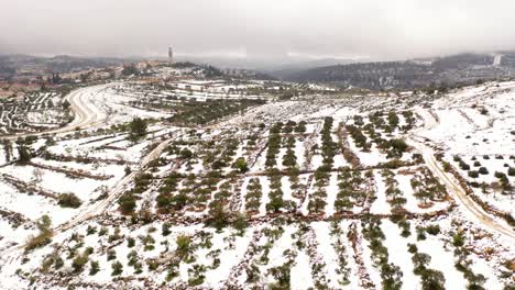 snowy terraced olive groves in the mountains