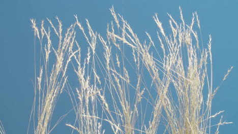 medium close-up shot of a group of grasses swaying in the breeze