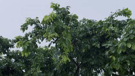 static shot captures a serene moment of rain falling gently over a lush canopy of trees. the dense foliage, a vibrant green, forms a natural umbrella that shelters the forest floor below