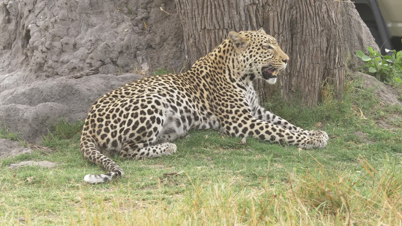 leopardo tirado en la hierba, jadeando a la sombra de un árbol