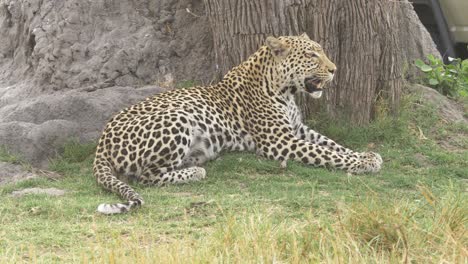 Leopardo-Tirado-En-La-Hierba,-Jadeando-A-La-Sombra-De-Un-árbol