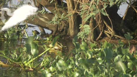 Slow-motion-shot-of-a-white-little-egret-among-floating-vegetation-and-flying-away-on-Lake-Victoria