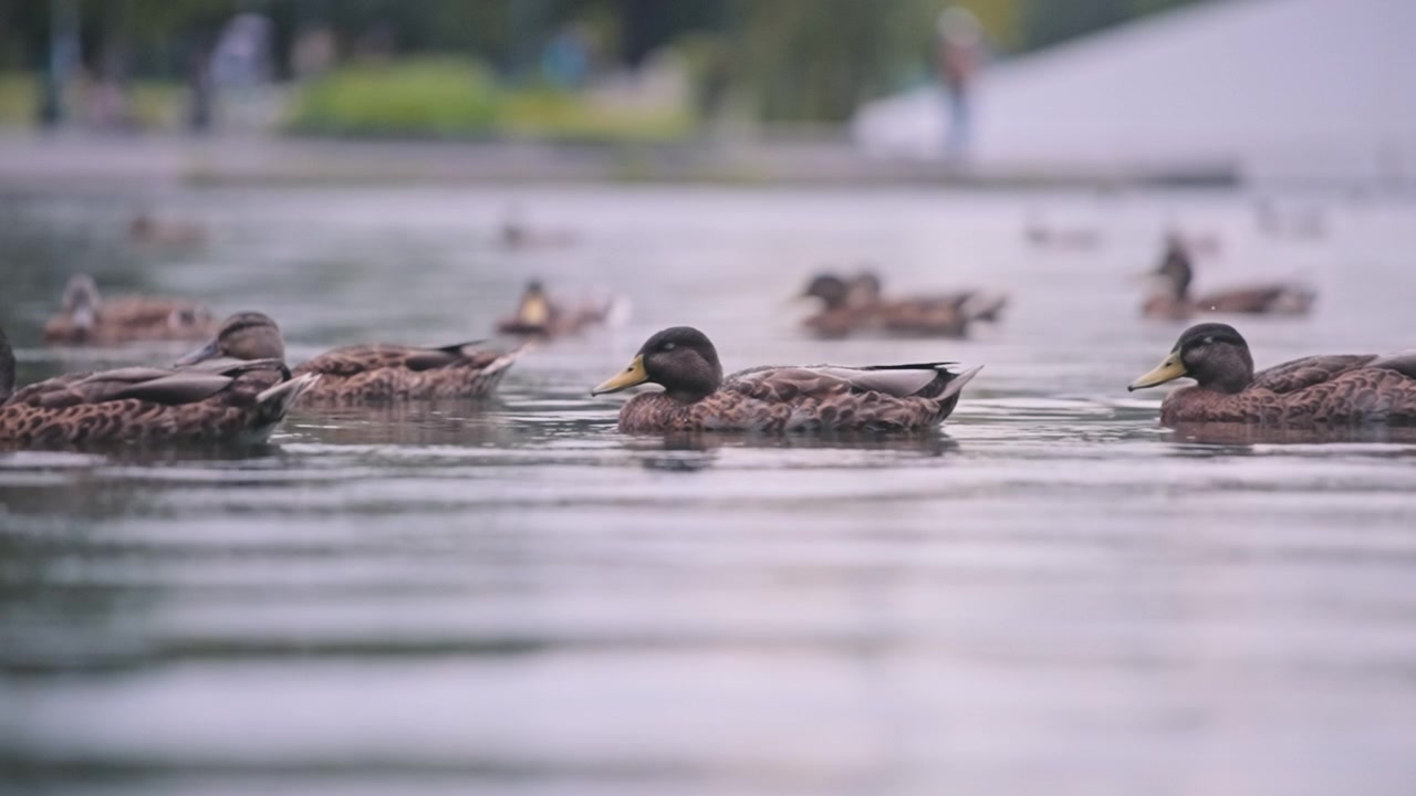 Anatre che dormono nel lago sotto la pioggia