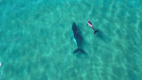 Kreative-Drohnenansicht-Eines-Buckelwals-Mit-Mutter-Und-Baby,-Der-Mühelos-Im-Klaren-Meerwasser-Schwimmt