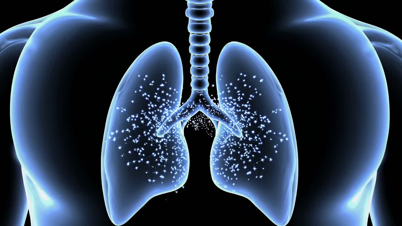 3D Illustration of the Lungs