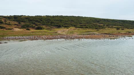 Birds-on-the-shore-of-Lake-Albert,-Uganda