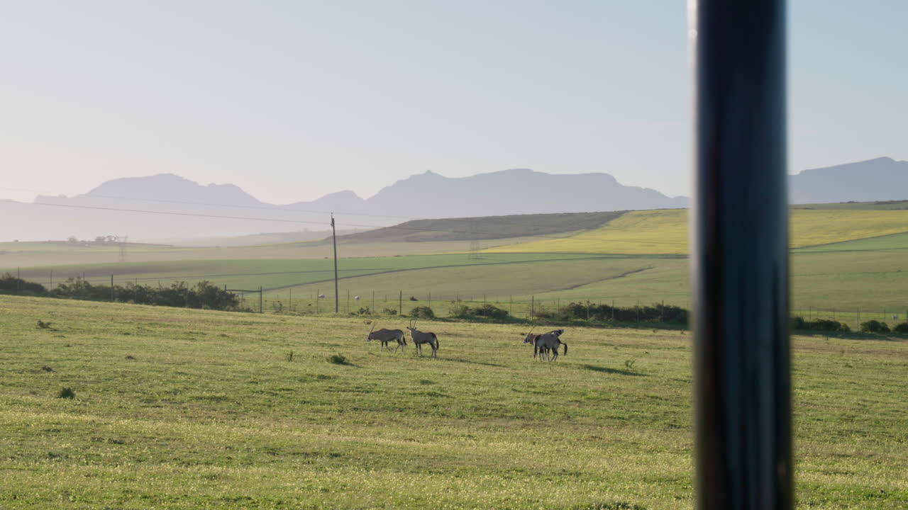 Eland, the largest antelope, roam across a vast, grass-covered green field, blending naturally into the open plains of Cape Town's South African landscape.