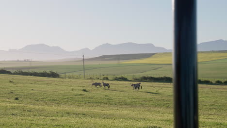 eland, the largest antelope, roam across a vast, grass-covered green field, blending naturally into the open plains of cape town's south african landscape.