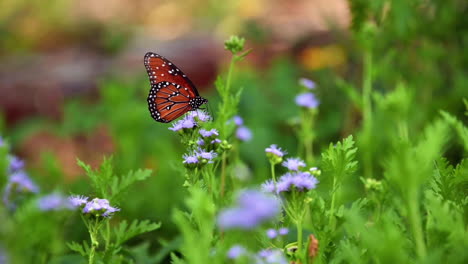 Cámara-Lenta-De-Una-Mariposa-Reina-Recolectando-Néctar-De-Hermosas-Flores-Púrpuras