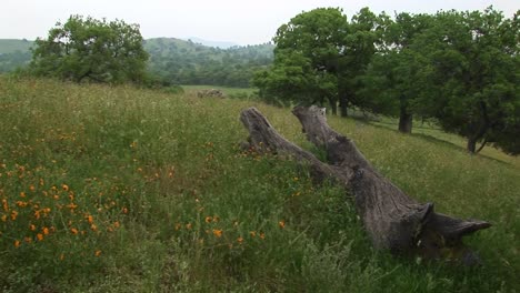 Scenic-Shot-Of-California-Wildflowers-Blooming-In-The-Hills