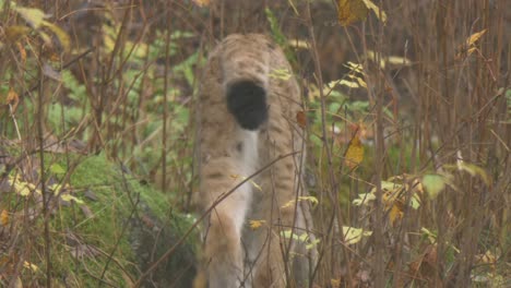 Slow-motion-shot-of-Eurasian-lynx-walking-way-into-a-dense-cold-wet-forest---Medium-long-shot