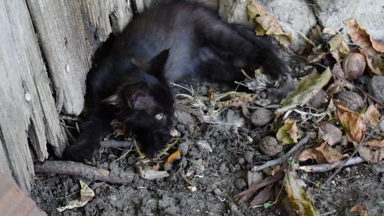 Feral Black cat lying outside all alone