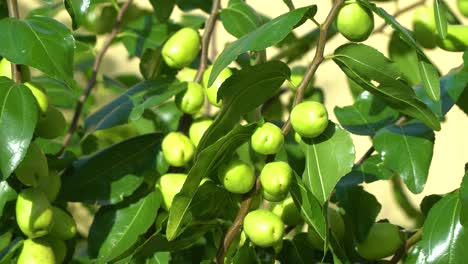 close up view of unripe green jujube fruits on tree with foliage on a sunny day