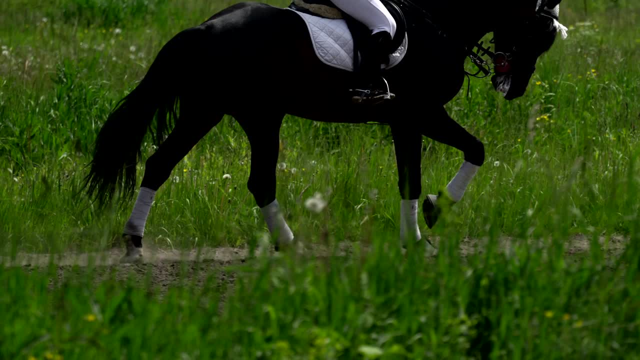 A beautiful girl in white hair and white clothes is riding a black brown stallion. The girl makes the horse perform various beautiful movements.  Sunny summer day on a green glade.