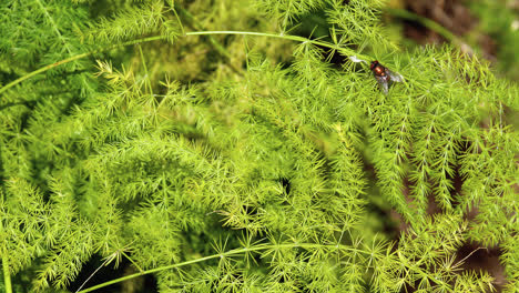 bronze colored fly sitting on a an asparagus fern