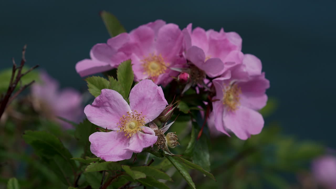 En arbeidsbie samler nektar fra tre rosa blomster med gult senter på en grønn busk.
