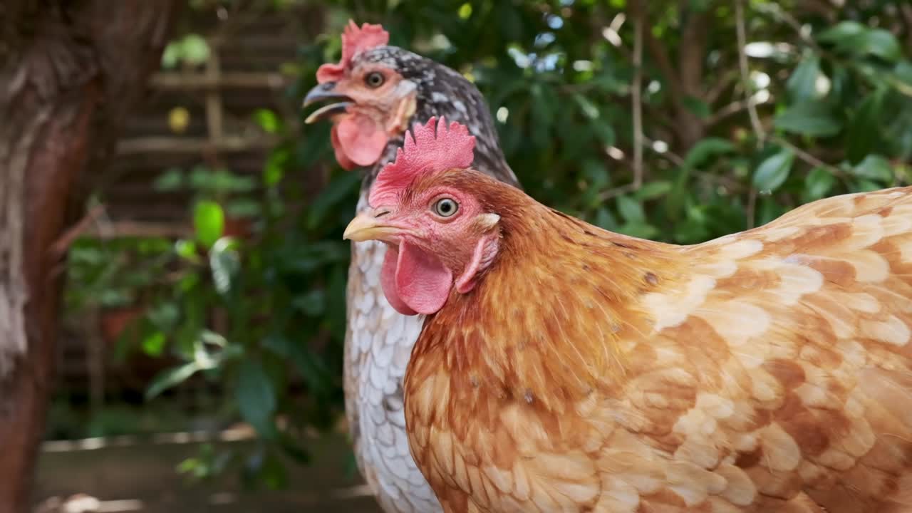 gallinas de gallina en libertad bebiendo agua en un día caluroso