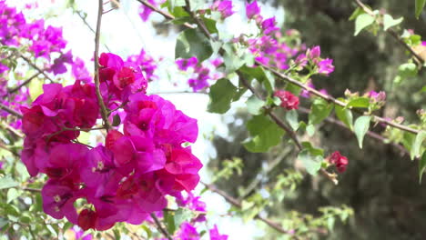 las flores de bougainvillea rosadas