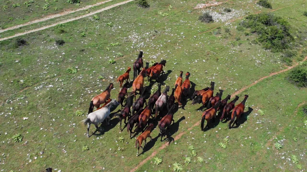manada de caballos disparada desde el aire en el día de verano