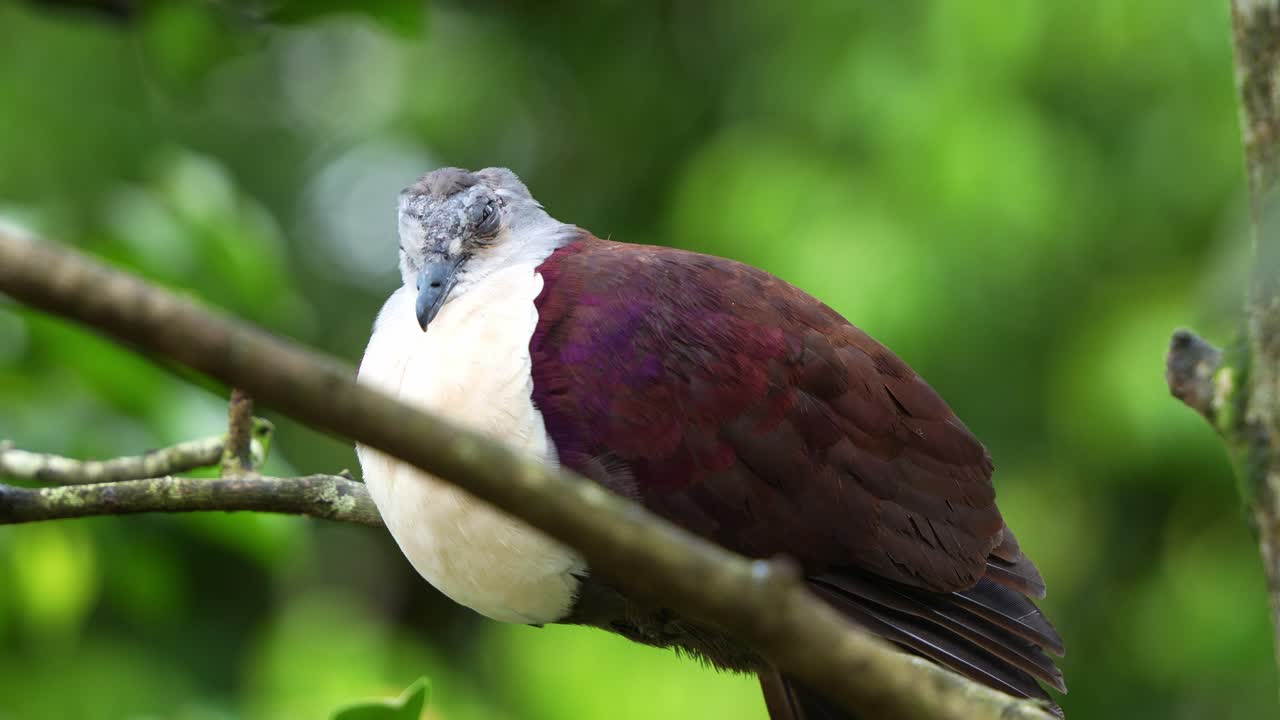 hombre paloma de tierra de santa cruz, pampusana sanctaecrucis con plumas hinchadas, descansando en la rama de un árbol contra el fondo de follaje verde bokeh, toma de cerca
