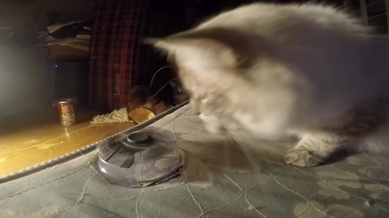 슬로우 모션 - 낮에 더러운 길을 날아가는 나비