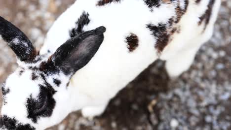 a rabbit explores a gravel surface