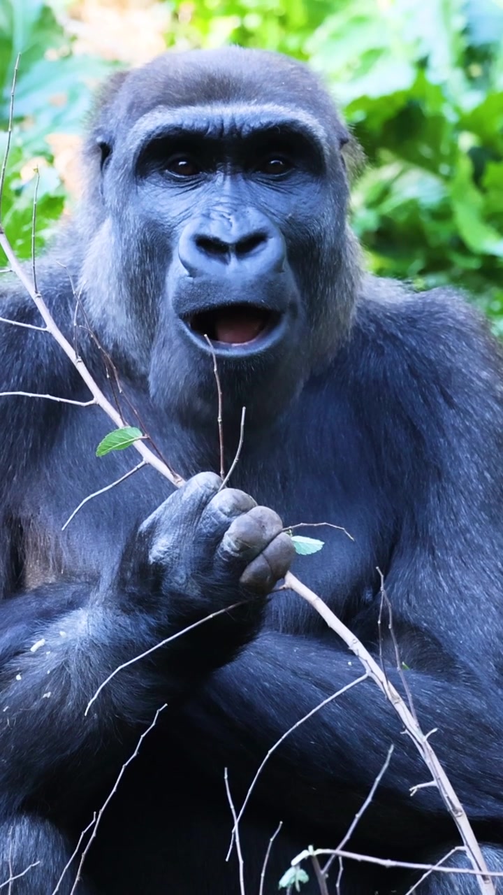 Primo piano di un gorilla che tiene un ramo in una foresta verde