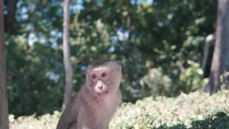 Bored-monkey-chewing-food-in-nature