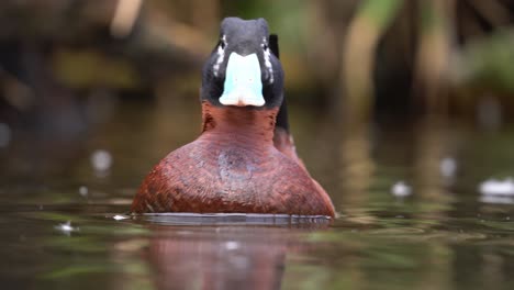 drake lake duck oxyura vittata in breeding courtship display, eye level closeup