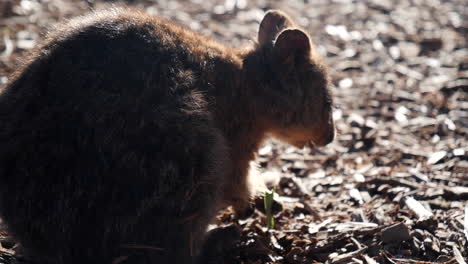 Marsupial-Forrado-De-Sol-Alimentándose-De-Comida