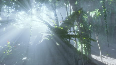 jungla brumosa en las montañas de chiang dao