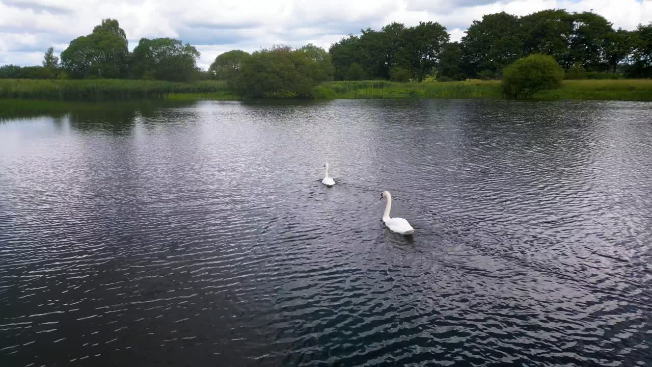 dos cisnes nadando en un estanque natural del país, primavera, escocia
