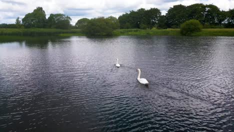 Dos-Cisnes-Nadando-En-Un-Estanque-Natural,-Primavera,-Escocia