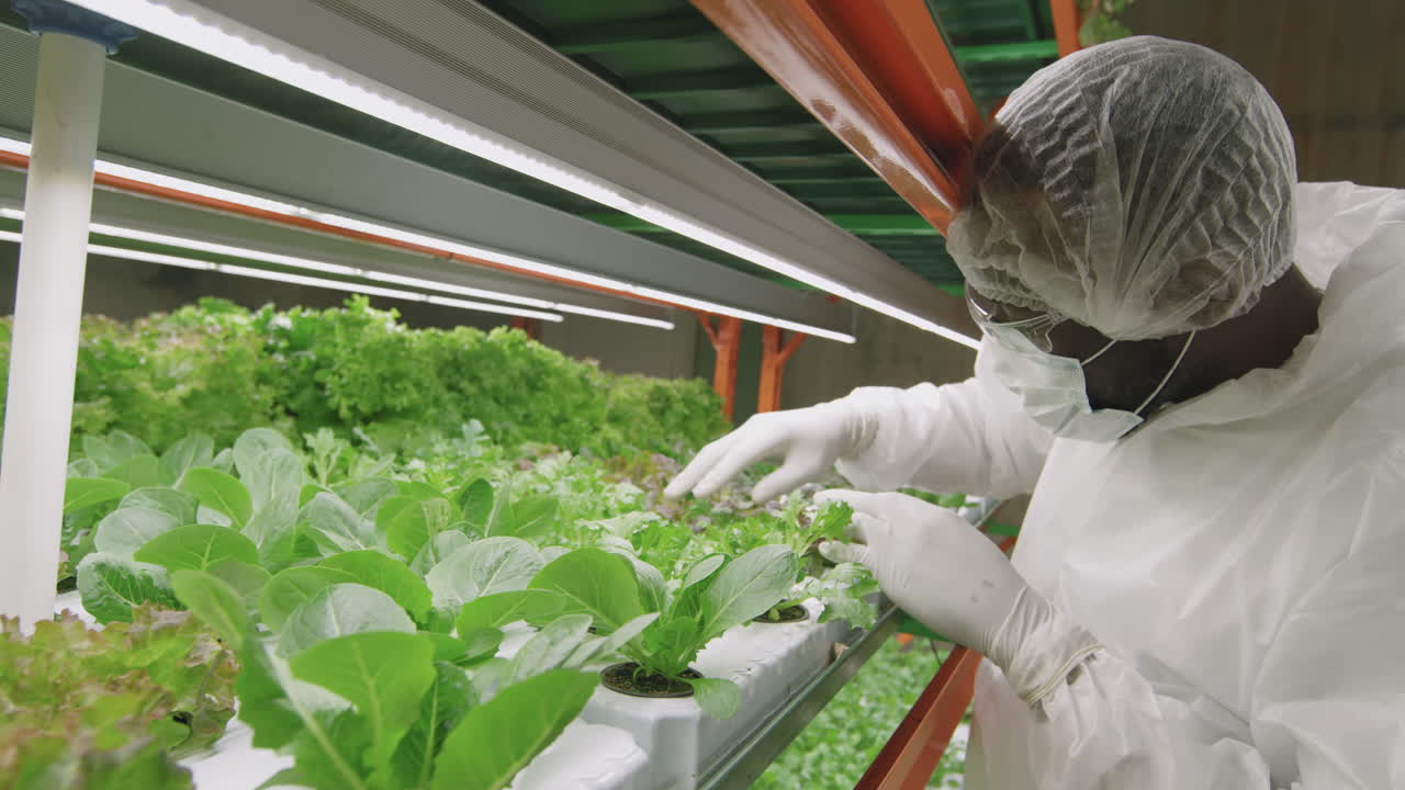 Male Agroengineer Examining Seedlings In Pots