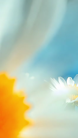 a close up of a white flower with a blue sky in the background. the flower is the main focus of the image, and it is a daisy. the blue sky in the background adds a sense of calmness