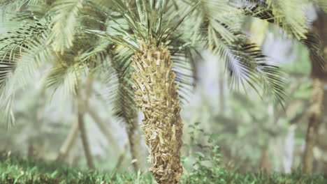 exploration of a tropical environment featuring an unusual palm tree