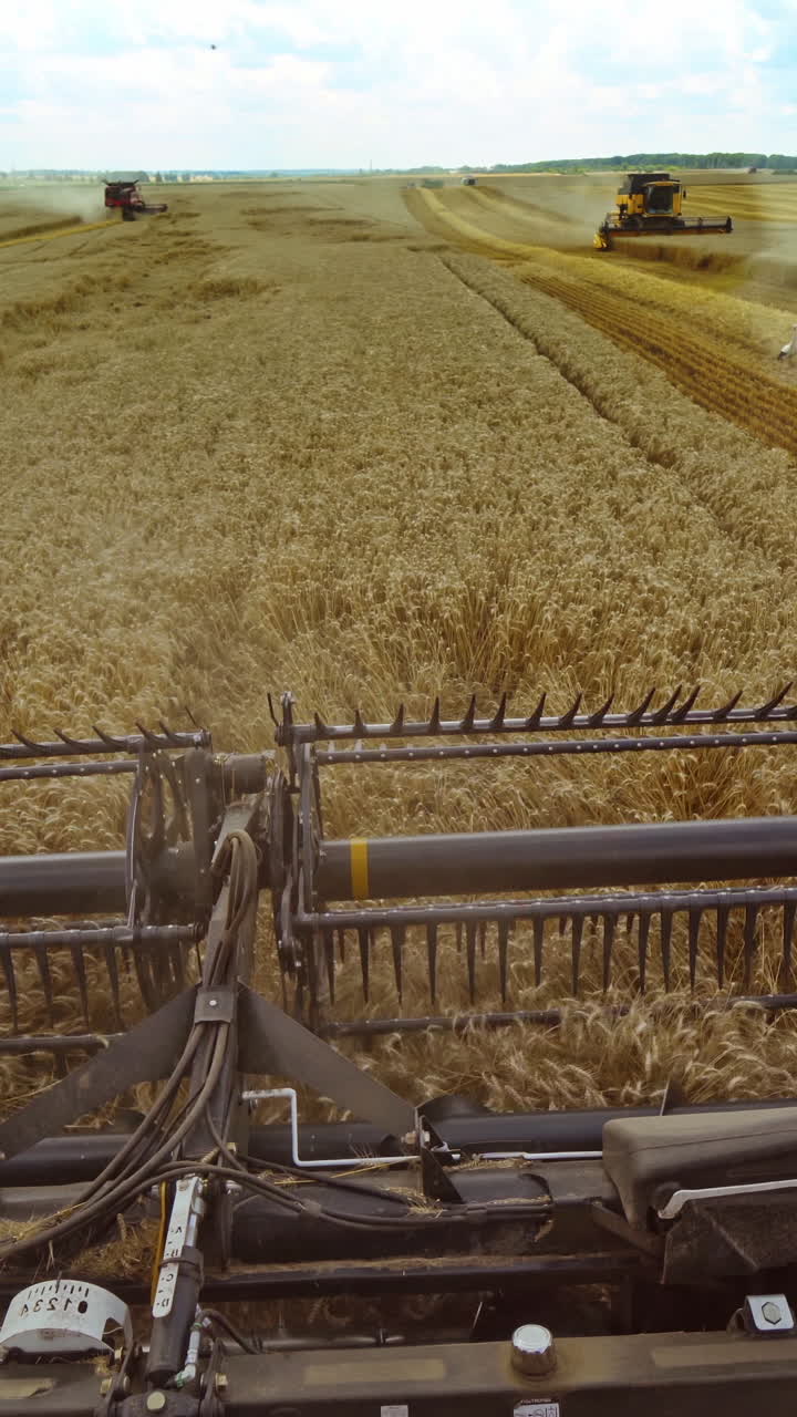 Harvesting of wheat in summer. Harvester working in the field. Combine harvester agricultural machine collecting golden ripe wheat on the field. View from the driver side. Vertical video