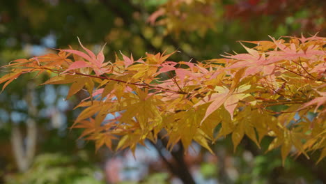 南韓森林公園的彩色葉子在秋季