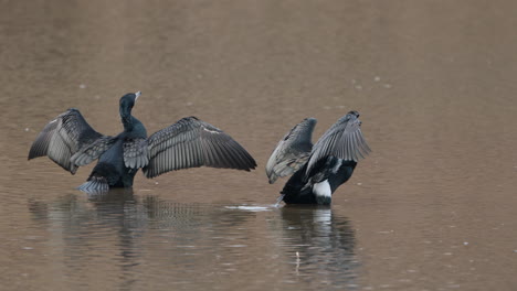 dos grandes cormoranes secando las alas y las plumas, seúl, corea del sur