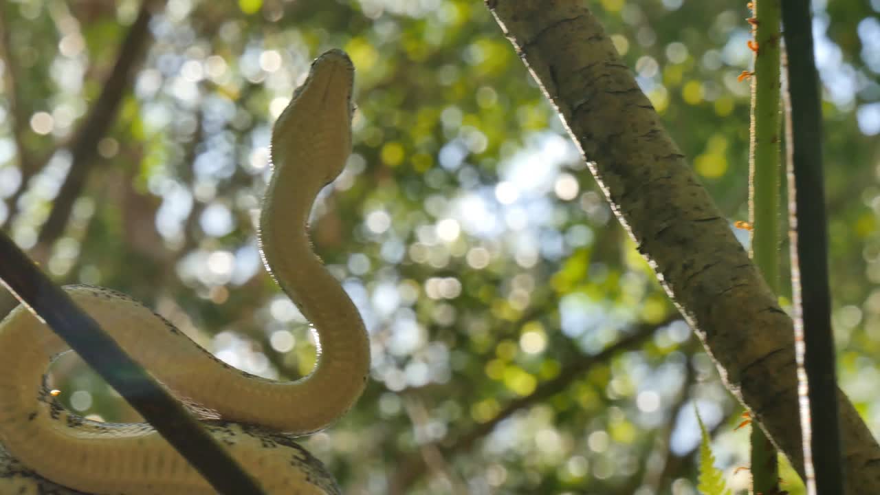 la serpiente reptil australiana la pitón diamante en la selva tropical