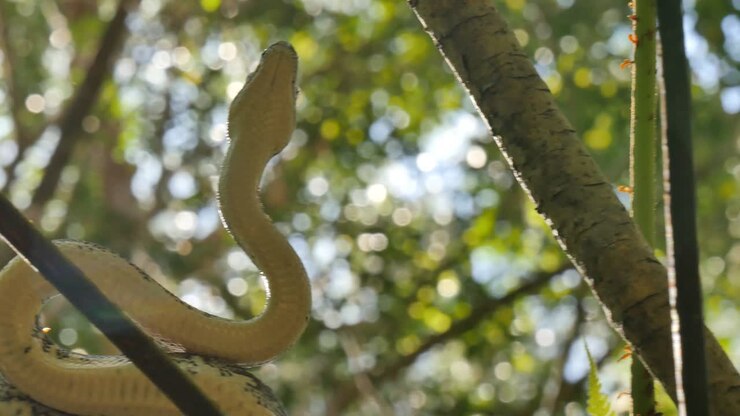 Australische reptielslang, de diamantpython, in het regenwoud.