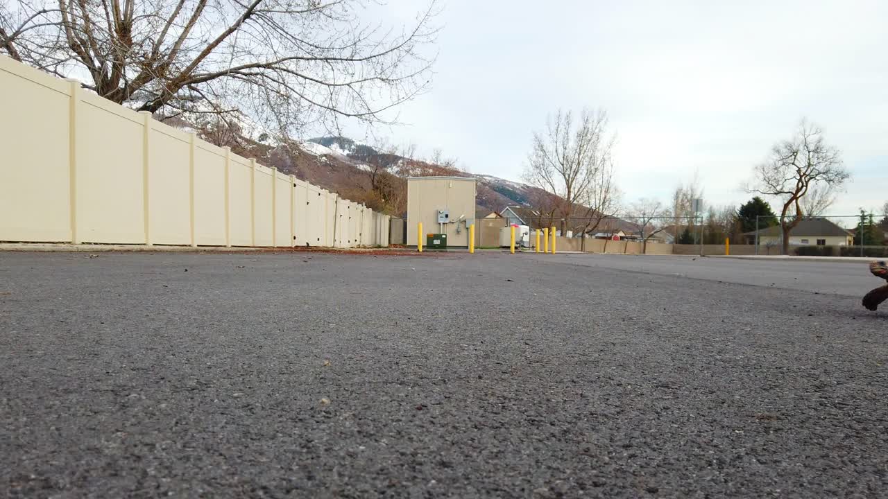 교외의 길을 걷고 있는 아름다운 애완용 거북이