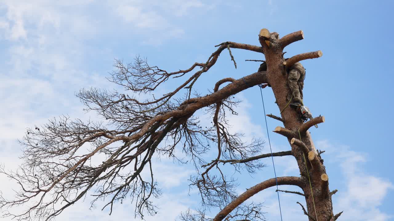 큰 소나무 를 잘라내는 나무 가공자